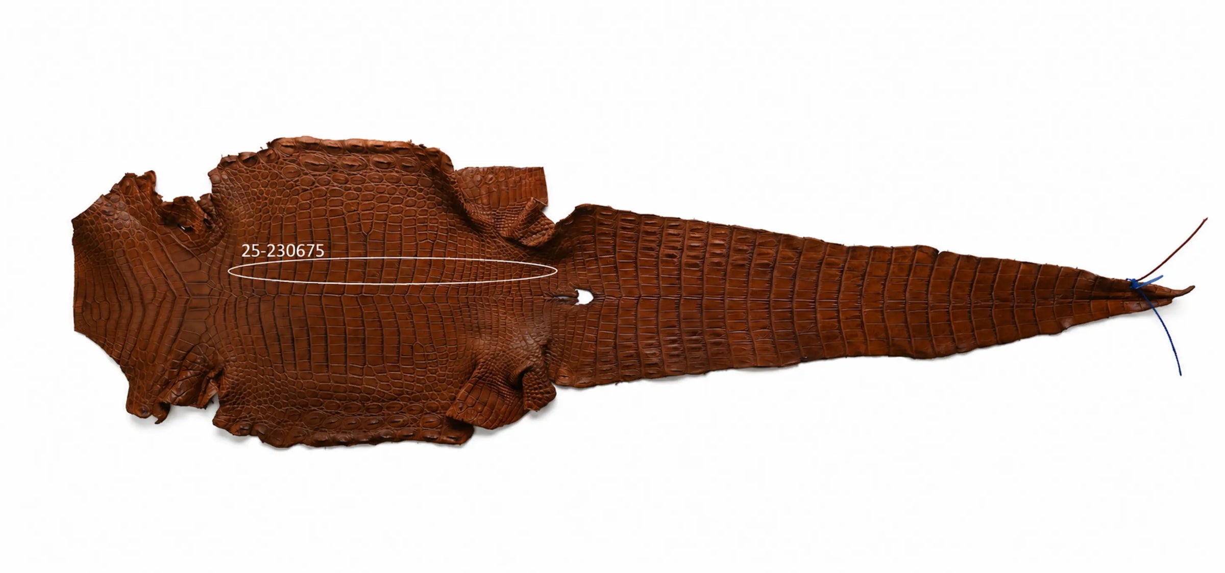 Seronera belt - Cognac / 95 cm / 40 mm - 126738 - skin
