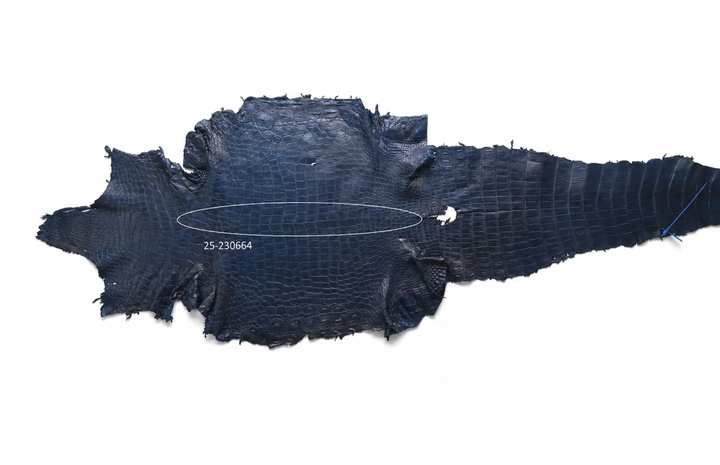 Seronera belt - Blue / 120 cm / 40 mm - 126727 - skin