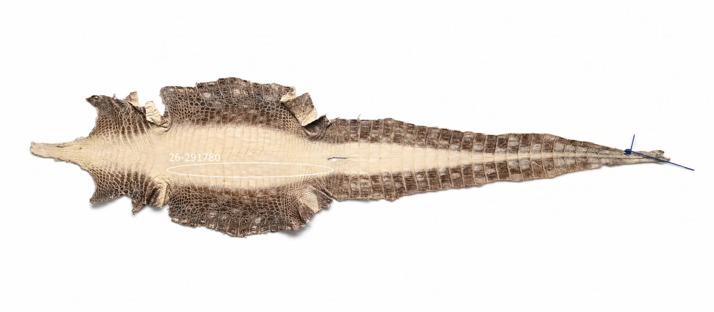 Seronera Female Belt - Himalayan / 100 cm / 30 mm - 127274 - skin