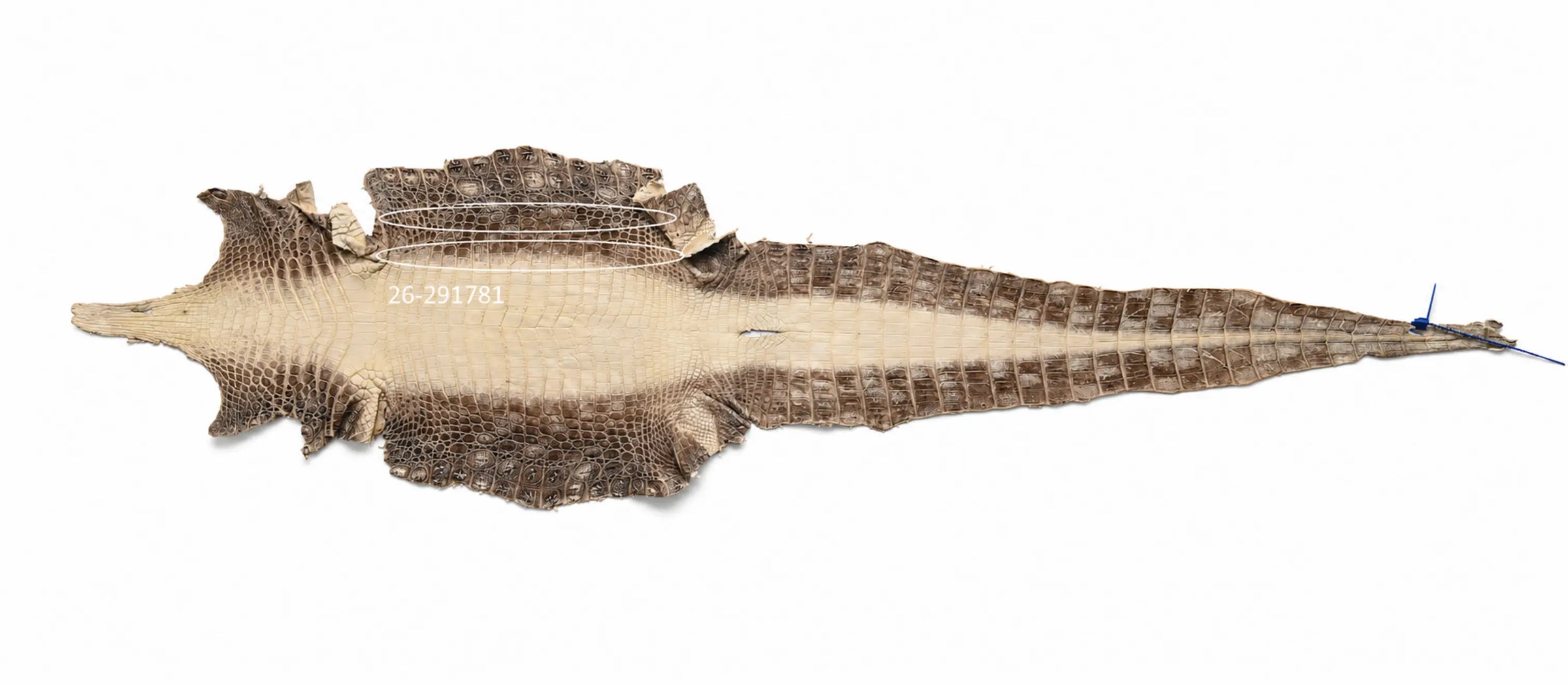 Seronera Female Belt - Himalayan / 120 cm / 30 mm - 127275 - skin
